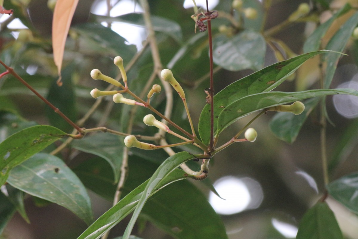 Syzygium cylindricum (Wight) Alston